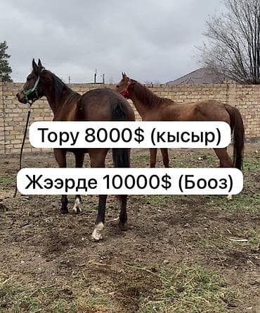 чистокровный: Продаю | Кобыла (самка) | Английская | Для разведения | Племенные — 6