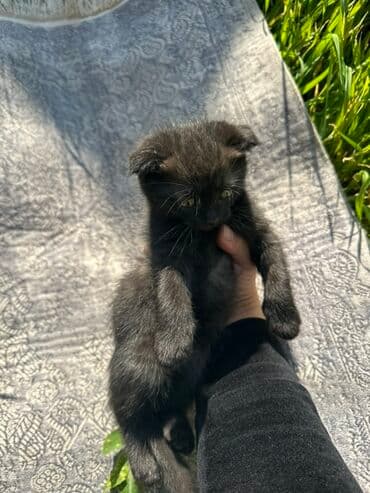 кошка котенок: Породасыз, 2 айлык, Ургаачы, Биколор, Лотокко барууга үйрөтүлгөн — 2
