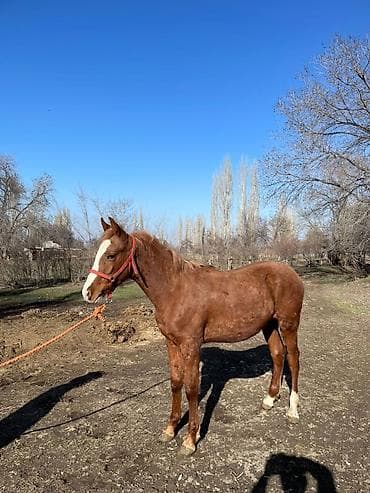 Продаю | Жеребенок | Конный спорт