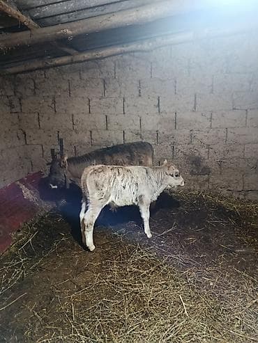 Коровы, быки: Продаю | Тёлка | Полукровка | На откорм — 4