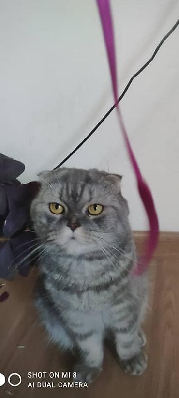 шотландский котята: Кошка даром: Скотиш Фолд (Шотландская вислоухая), 5 лет, Девочка, Кастрирована, Приучена к лотку, Проглистована — 6