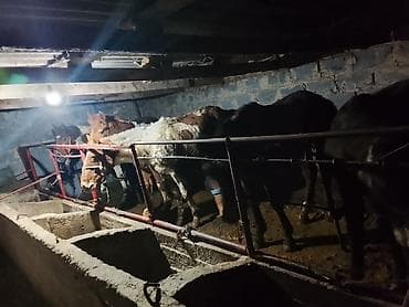 Коровы, быки: Продаю | Бык (самец) | Полукровка | На забой | Привязанные — 1