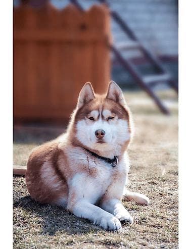 стрижка животных: Сибирский хаски, рыже-белый окрас. Классический плотный двойной — 1