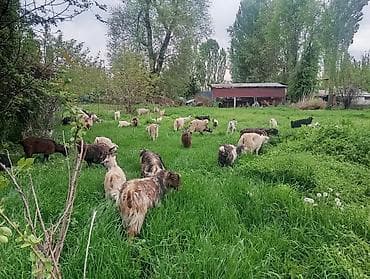 Продаю | Коза (самка), Козёл (самец), Козлёнок | Полукровка | На забой, Для разведения | Племенные