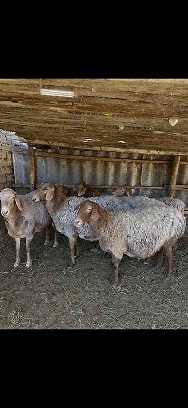 улар сатылат: Сатам | Ургаачы кой (ургаачы) | Арашан | Көбөйтүү үчүн | Ургаачы — 2