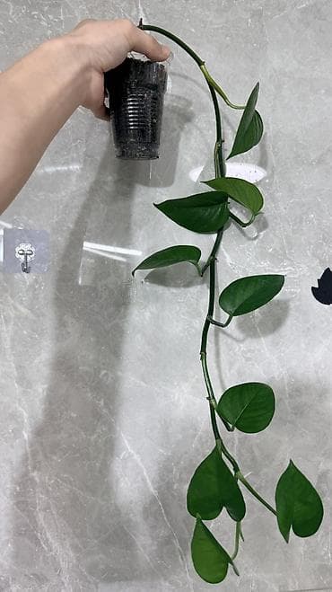 грунт цветочный: Монстера Тайское Созвездие 3 горшка по 1000с Посажены в хороший — 8