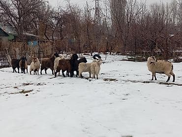 дойная коза: Продаю | Коза (самка), Козёл (самец), Козлёнок | Полукровка, Нубийская | На забой, Для разведения | Племенные, Осеменитель — 3