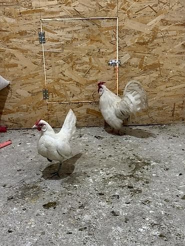 Аквариумдар: Сатам | Тооктор | Көбөйтүү үчүн — 4