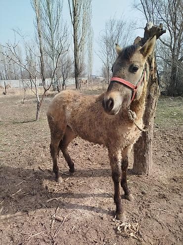 Ветеринар кызматы: Сатам | Тай — 4