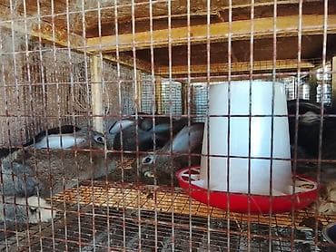 голуби животное: Продаю | Крольчата | Фландр | Для разведения — 9