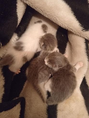 кошка купить бишкек: Отдам/продам кошку с котятами 🐱 Кошка родила 3 котят (возраст 3,4 — 3