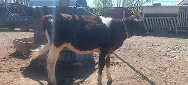 жылкы жаныбар: Сатам | Музоо — 3