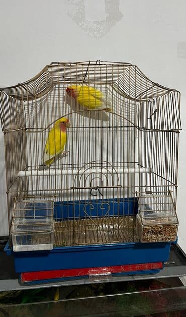 дом попугая: Попугай Неразлучники пара клеткасы менен — 2