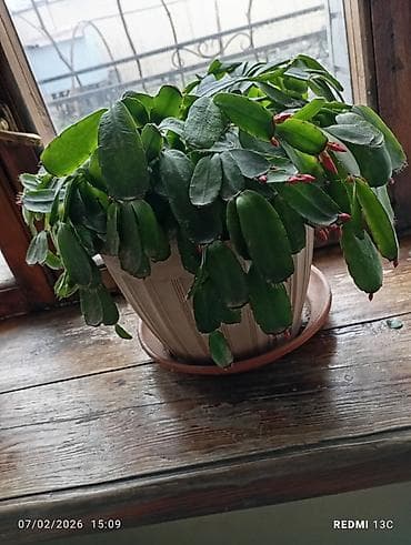 купить оптом комнатные цветы: Цветы домашние 1-Антуриум мужское счастье 4х летный в пяти литровом — 2