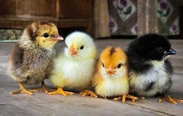 Баран, овца: Продаю | Цыплята | Для разведения — 1