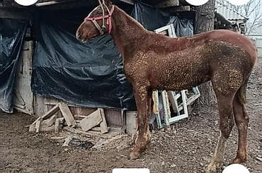 айгыр лошадь: Продаю | Жеребенок | Конный спорт, Рабочий — 6