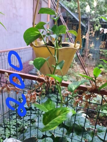 сок алоэ цена бишкек: Алоэ — 2