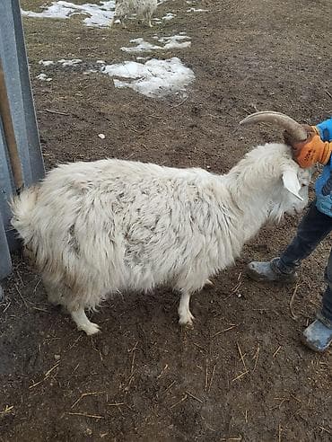 Үй жаныбарлары үчүн товарлар: Сатам | Эчки (ургаачы) | Көбөйтүү үчүн — 6