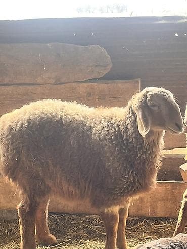 рыбы купить: Продаю | Овца (самка) | Для разведения | Матка — 2