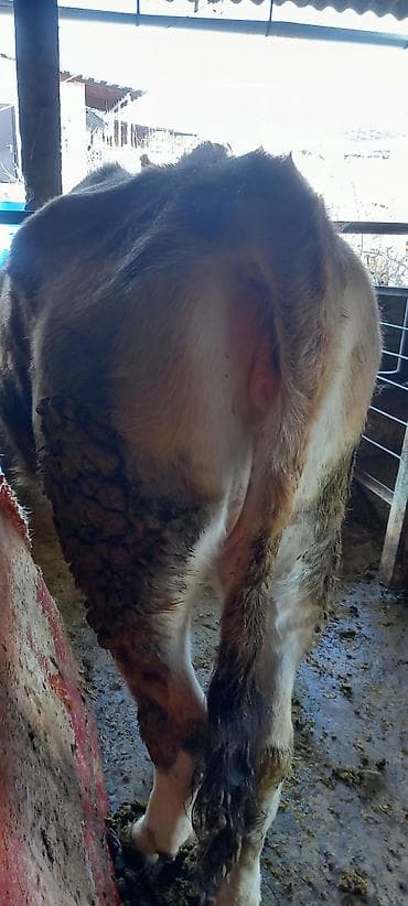 продаю несушек: Продаю | Тёлка | На откорм | Привязанные — 5