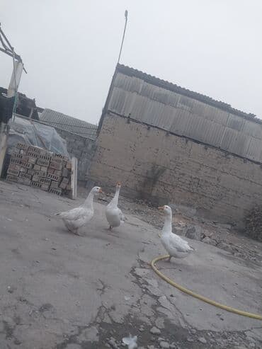 объявления о продаже собак: Домашние гуси, белые - Порода: сельскохозяйственные белые гуси — 2