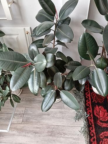 Фикусы: Фикус эластика (Ficus elastica, каучуконосный фикус) в декоративном — 3