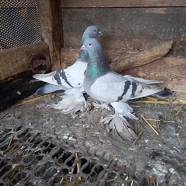 3д сетка: Продаётся пара удышэй 3000 окончательно — 5