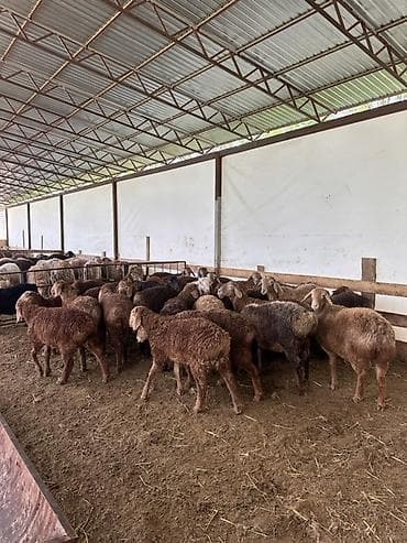 птицы бишкек: Продаю | Ягненок | Полукровка | На забой | Ярка — 1