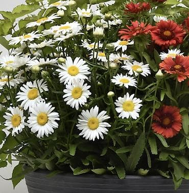 цветы для: Ромашка садовая (нивяник, Leucanthemum) — набор делёнок/черенков для — 6