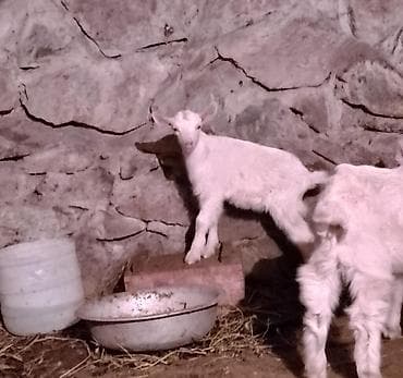 коза молочная купить: Продаю | Козлёнок | Зааненская | Для разведения | Племенные — 2