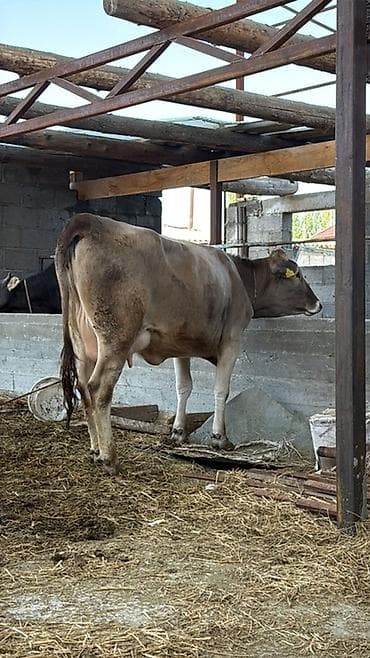 дом для животных: Продаю | Корова (самка) | Швицкая | Для молока | После отела — 5
