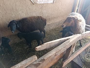 продаю кролов: Продаю | Овца (самка) | Для разведения | Матка — 2