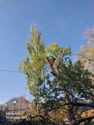 работу разнорабочий: Спил дерево 🌲 опытный пилшик бак кыйабыз отун аралайбыз Терек тополь — 1