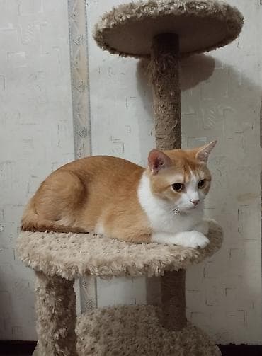Отдам даром кошку: Кошка даром: Беспородная, 1 год, Мальчик, Кастрирована — 4