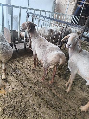 ротвейлер бишкек: Сатам | Козу | Арашан | Көбөйтүү үчүн — 2