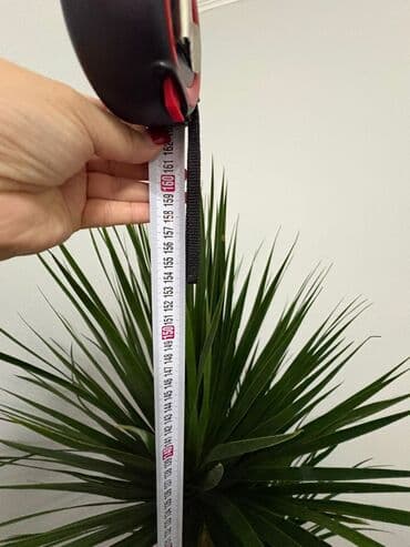 круглый аквариум: Драцена маргината (Dracaena marginata), комнатное дерево с двумя — 4