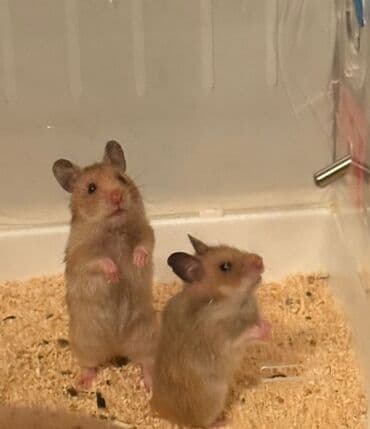 эшек жаныбар: Сибирские хомячки в продаже Остались только девочки ✨ Очень милые — 2