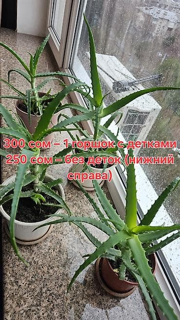 Алоэ: Целебный алоэ в хорошем грунте с дренажом. Домашние суккуленты с — 1