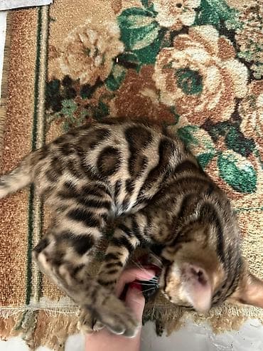 продаю сфинкса: Бенгальская, 3 месяца, Мальчик, Приучена к лотку — 2