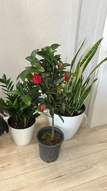 акрил листы: Замиокулькас (долларовое дерево) в горшках - Пышные кусты с плотными — 3