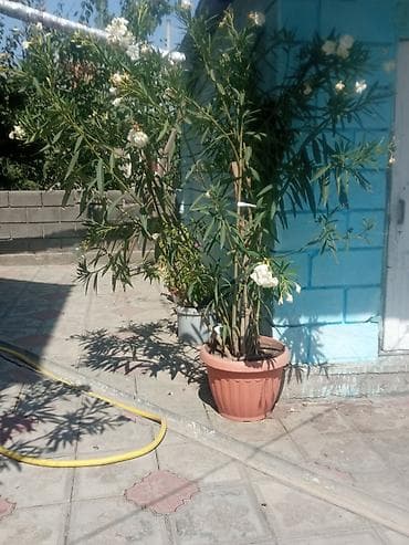 продам клубнику: Крупные уличные кадки с цветущими декоративными кустарниками. - — 3