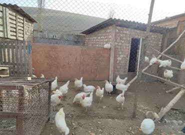 манеж для животных: Продаю | Куры | Хай-Лайн Соня Грей | Несушки — 1