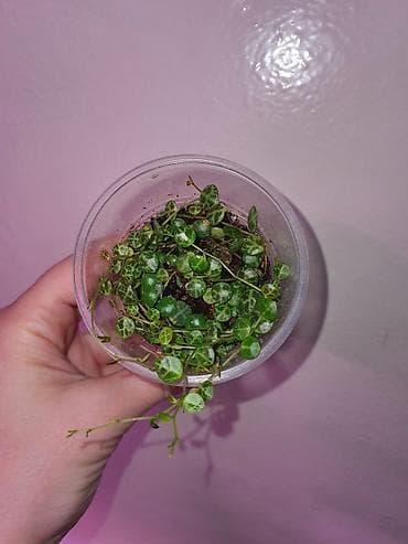 Комнатные растения: Хойи
Цены 200, 300, 400 сом — 4