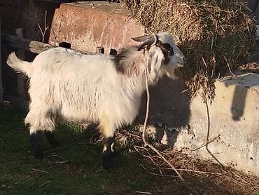 козла: Продаю | Козёл (самец) | Для разведения | Племенные — 2