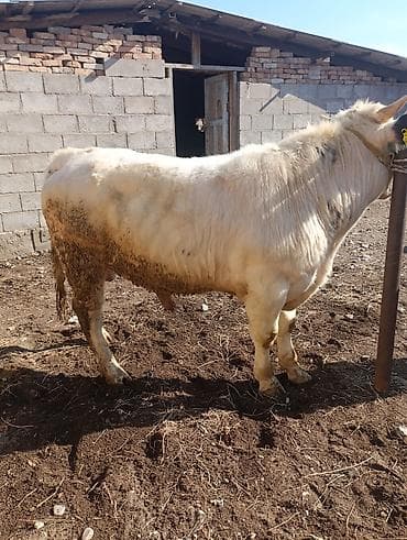 на племя: Продаю | Бык (самец) | Швицкая, Бельгийская | На откорм, Для разведения | Племенные, Осеменитель, Искусственник — 3