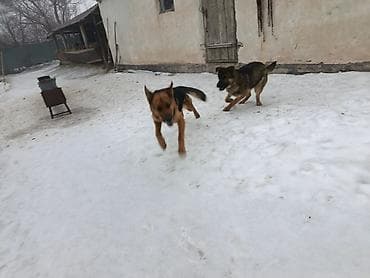 Собака даром: Овчарка, 5 лет, Самка, С прививкой