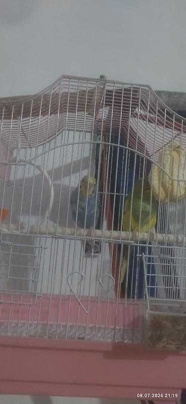 продам кошку: Продается два попугая — 4