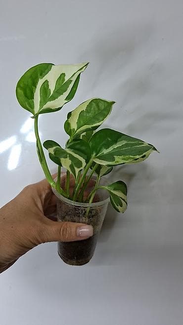 красное дерево: В продаже тайские сингониумы: Сингониум Грин фреклес мутейшн 500 сом — 5