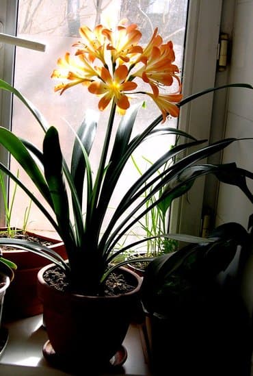 Кливия - здоровое, ухоженное растение, посажено в большой польский