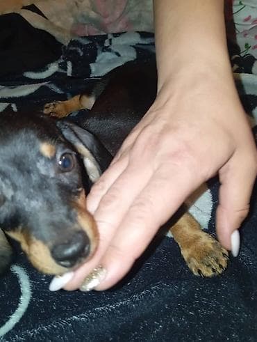 еда для собак: Продаются щенки породы таксы, два мальчика и одна девочка — 7